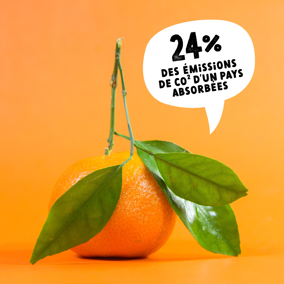 Terrehappy Terre Happy branding food packaging agence de communication Belgique Bruxelles graphisme Studio Fiftyfifty logo écologie eco brand